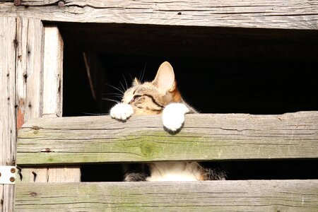 Mackerel hiding place wood
