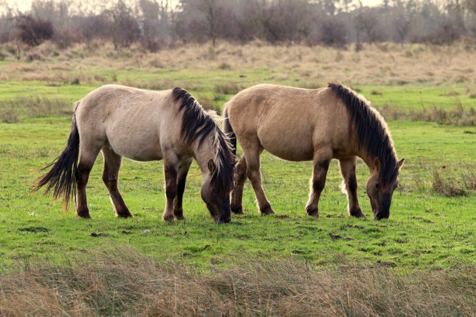 Pasture animals grass