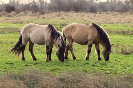 Pasture animals grass photo