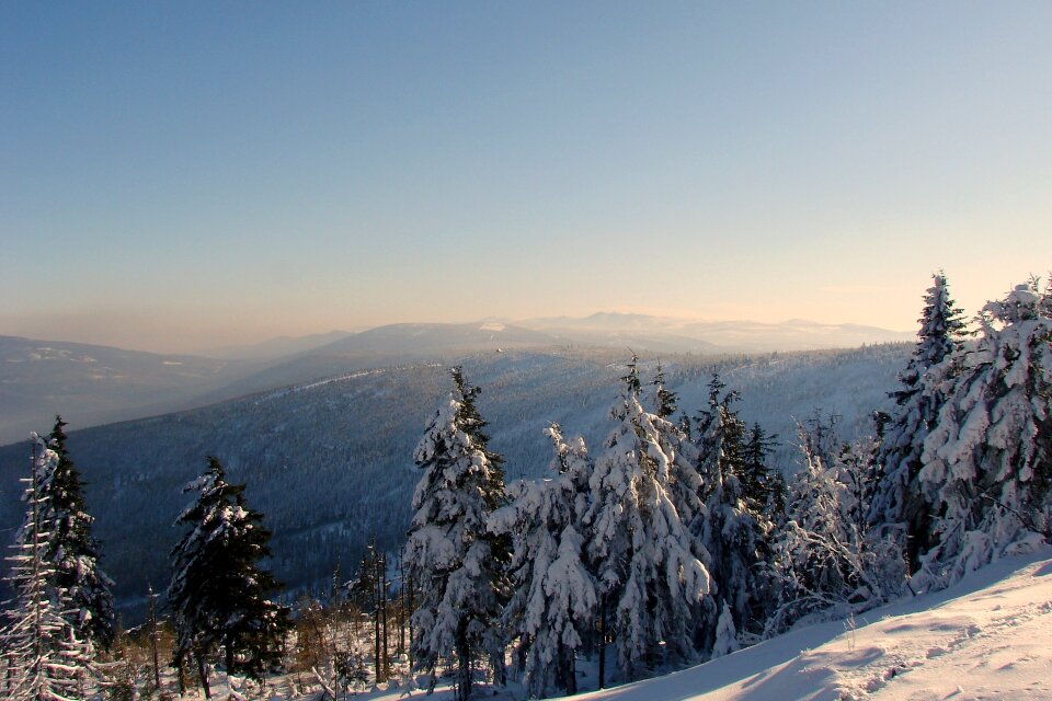 Poland tree snow