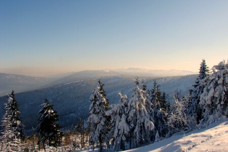 Poland tree snow photo