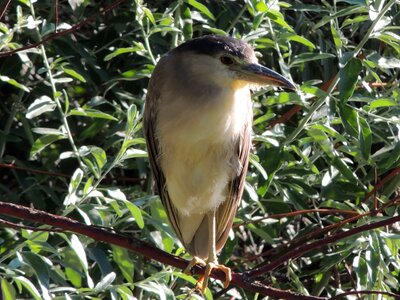 Bird nature wildlife