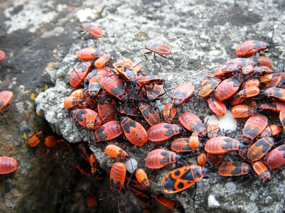 Wildlife infestation colony