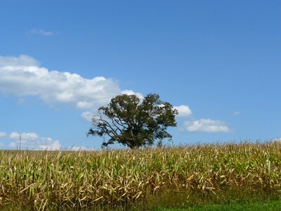 Summer landscape blue lonely