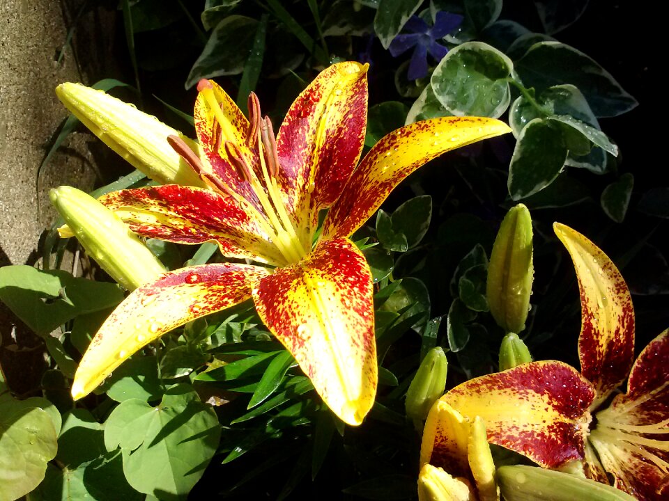 Blossom flower