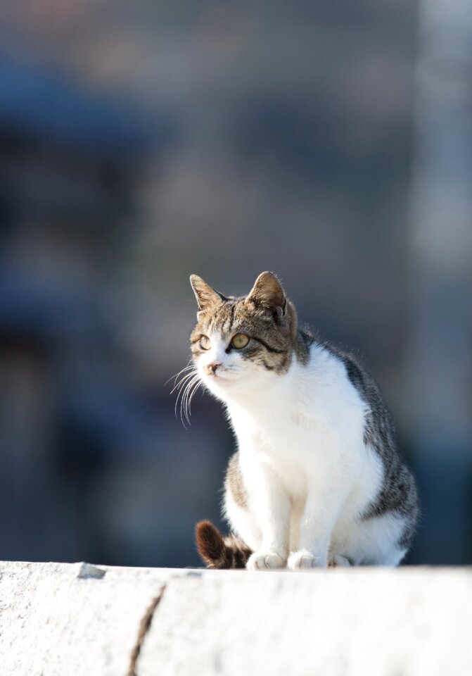 Cute one animal creature