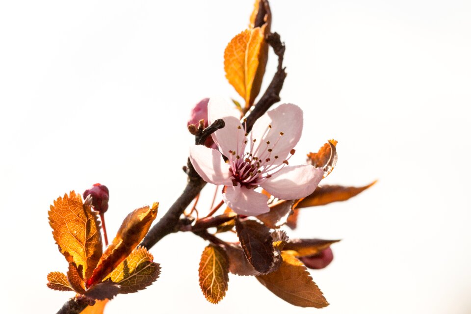 Cherry spring macro