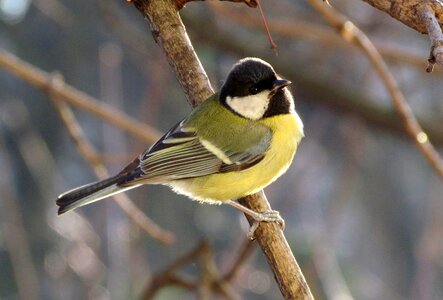 Birds tit big tit