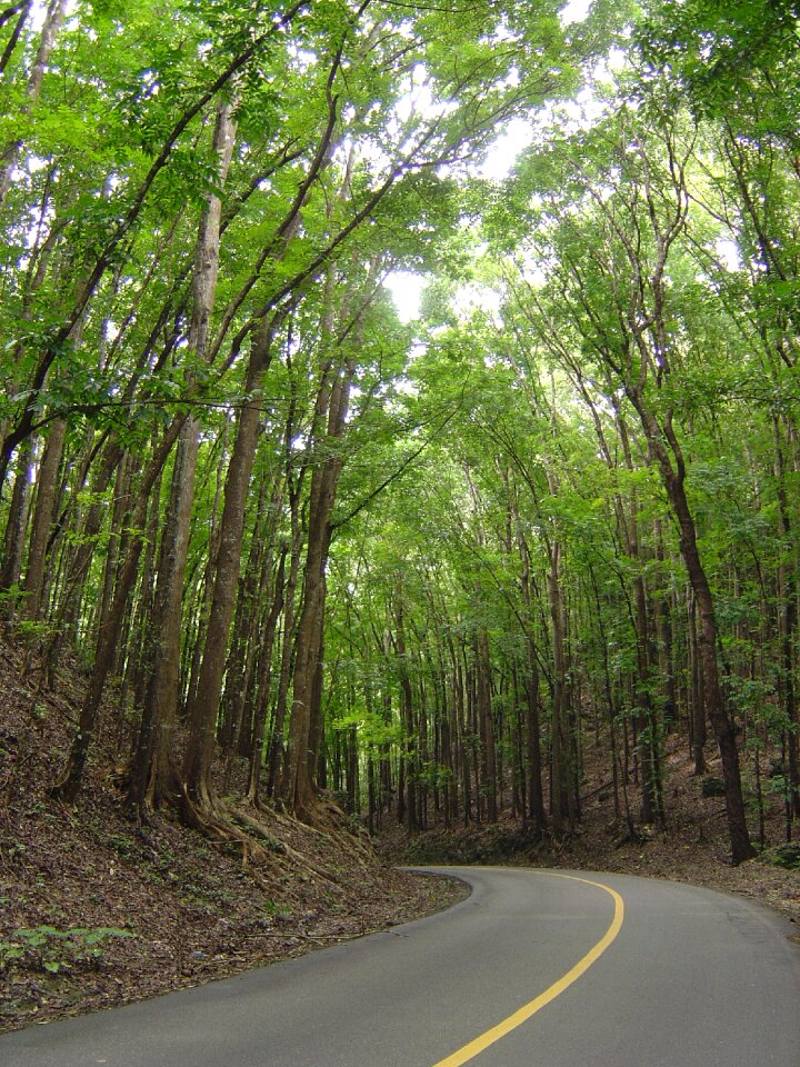 Man-made forest road