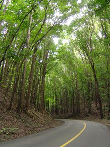 Man-made forest road photo