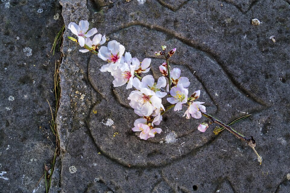 White flower plants almond blossom
