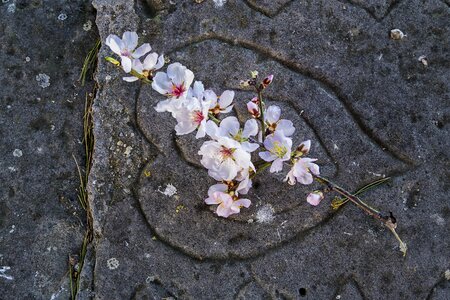 White flower plants almond blossom