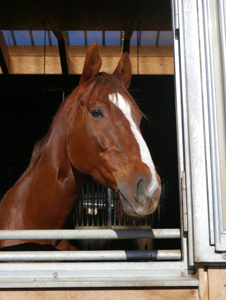 Horse head brown stall