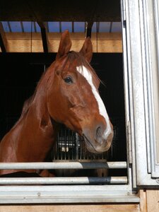 Horse head brown stall