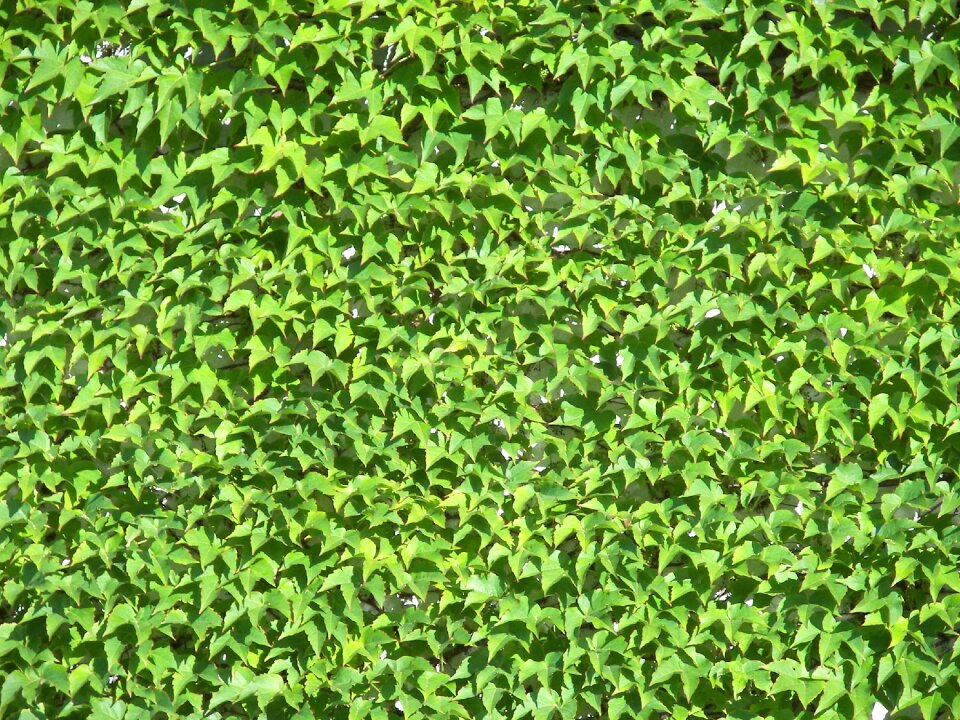 Green structure plant