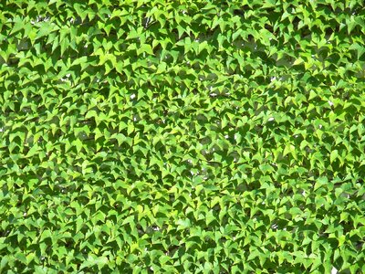 Green structure plant