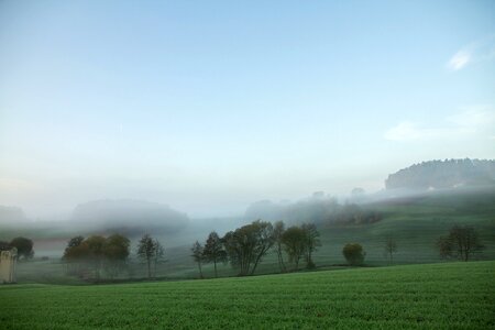 Meadow fog bank morning