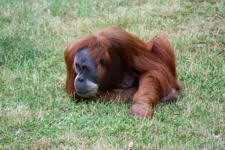 Zoo animal primate