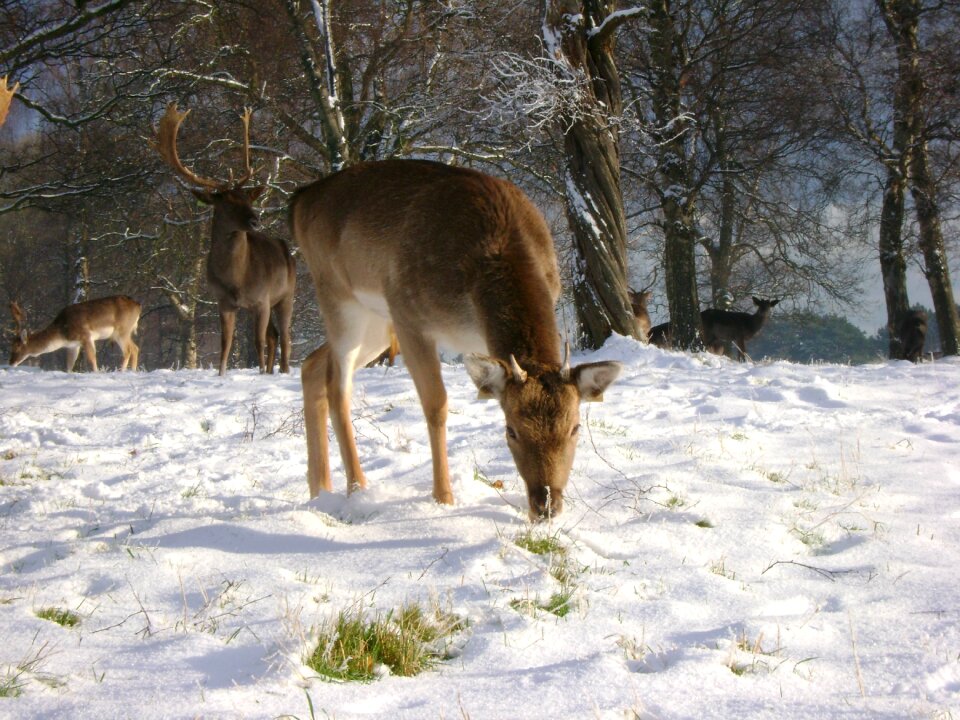 Snow feeding