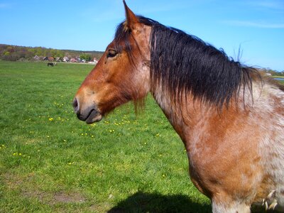 Coupling pasture mane