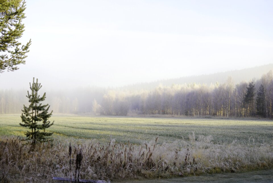 Sweden landscapes forest