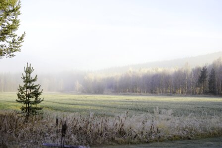 Sweden landscapes forest
