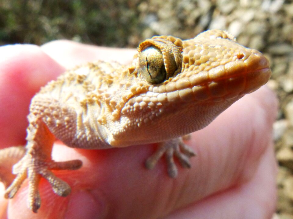 Dragon detail reptile