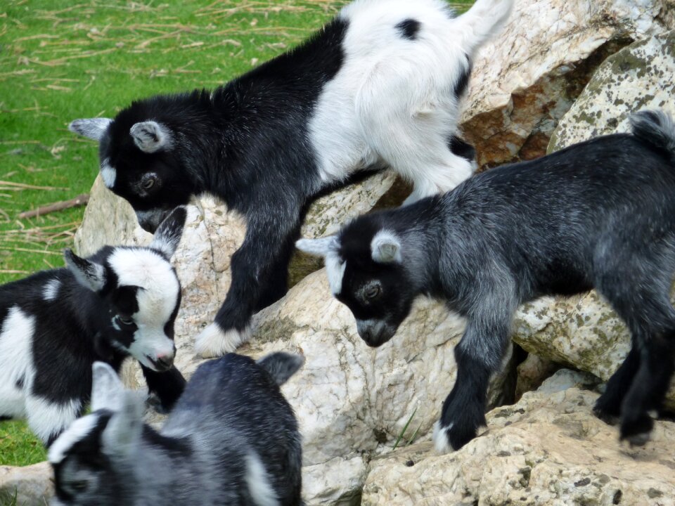 Farm animal nature