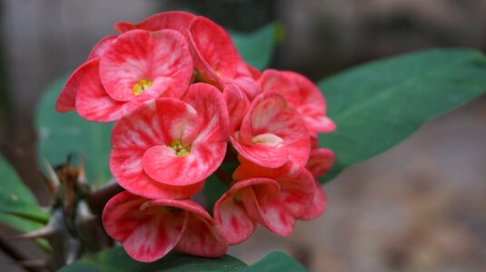 Tropical exotic pink photo
