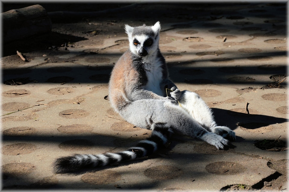 Animal wildlife wild