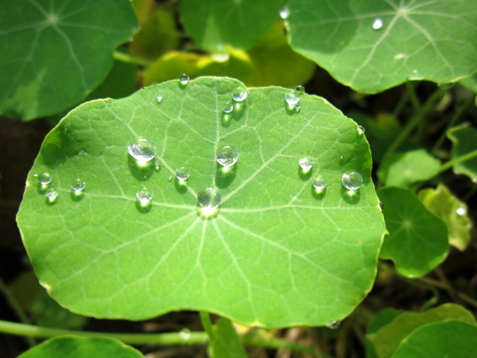 Water drop of water green plant
