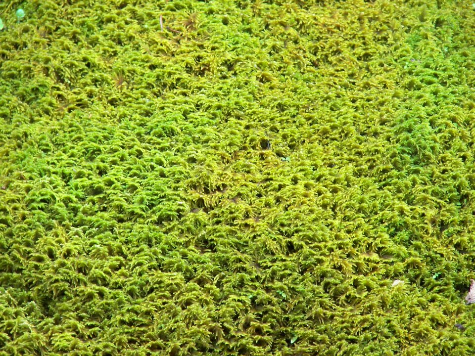 Structure yellow green plant