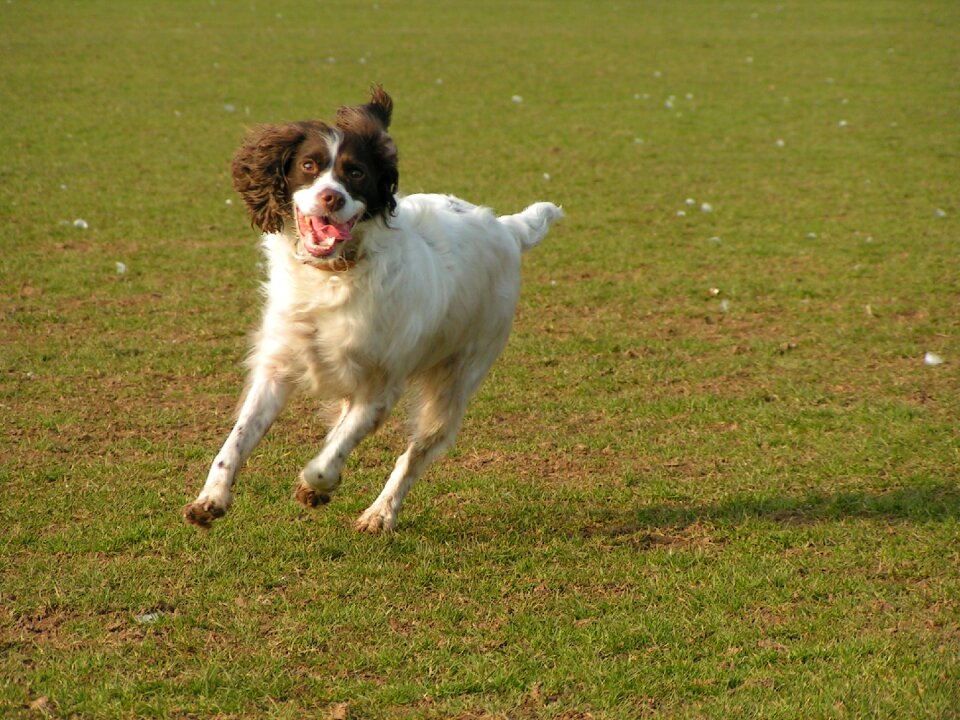 Grass happy active
