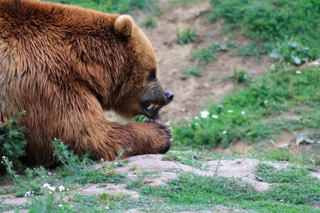 Bear mammal predator