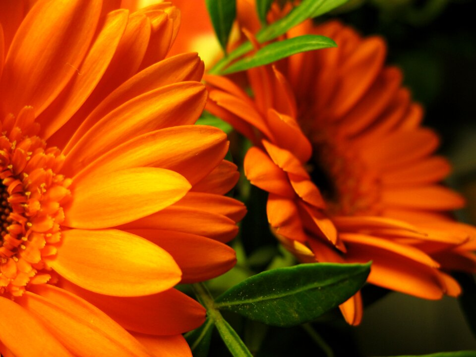 Orange bouquet green