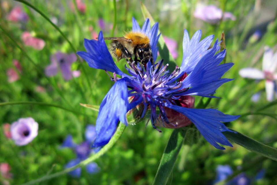 Close up sprinkle cornflower