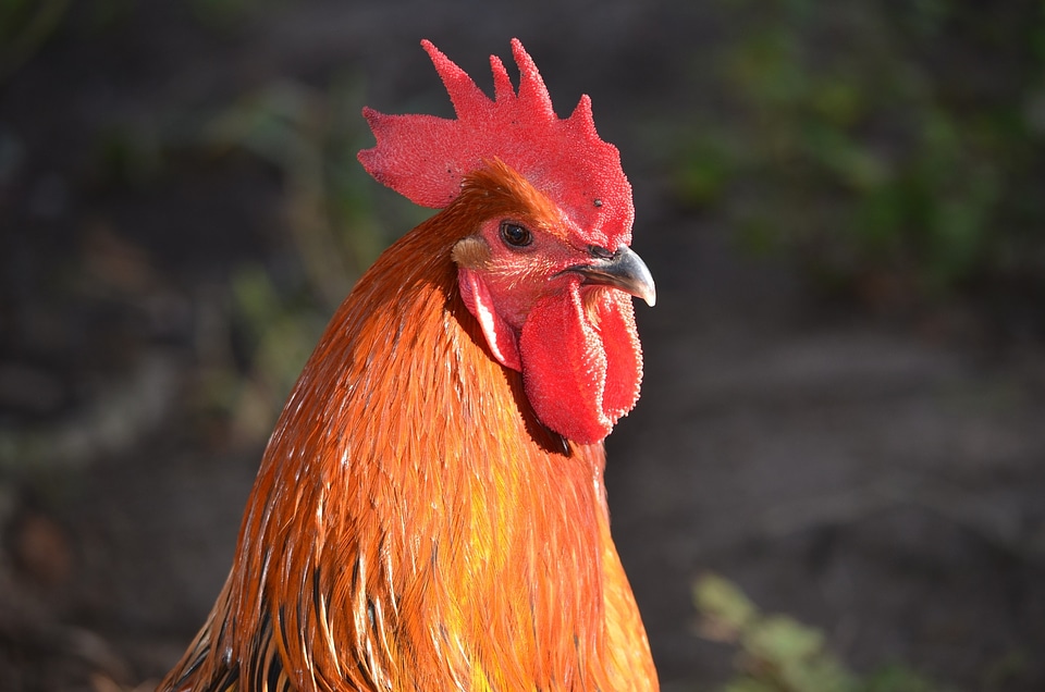 Poultry animals bird