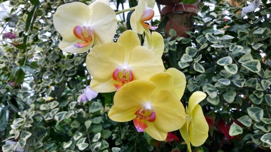 California phalaenopsis