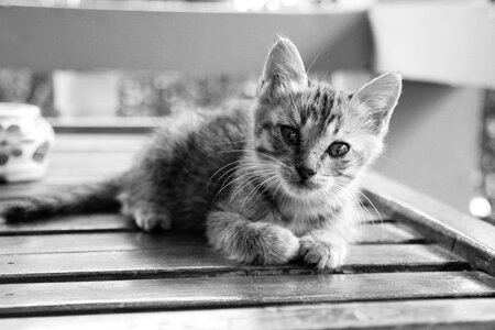 Cute pet domestic cat