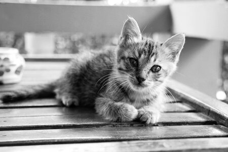 Cute pet domestic cat photo