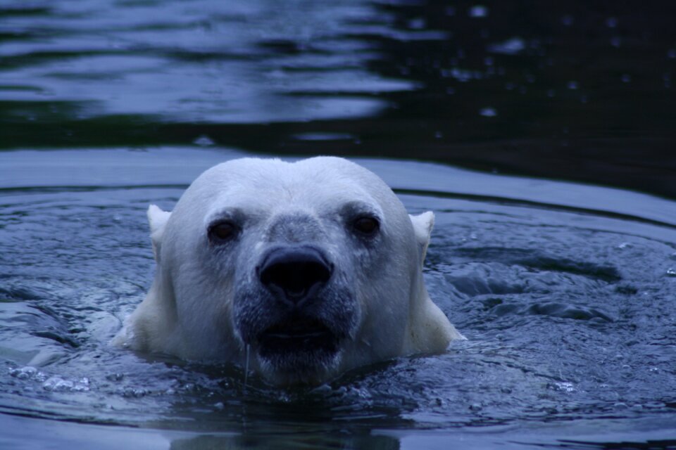 Zoo animal predator