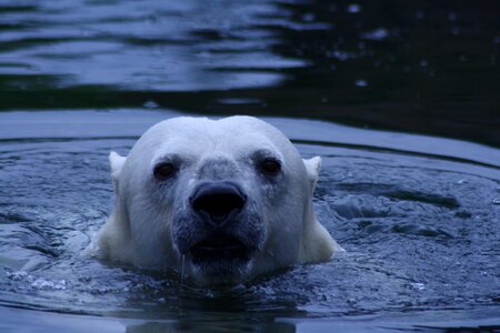 Zoo animal predator photo