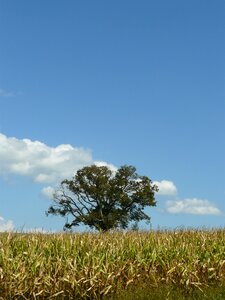 Summer blue lonely
