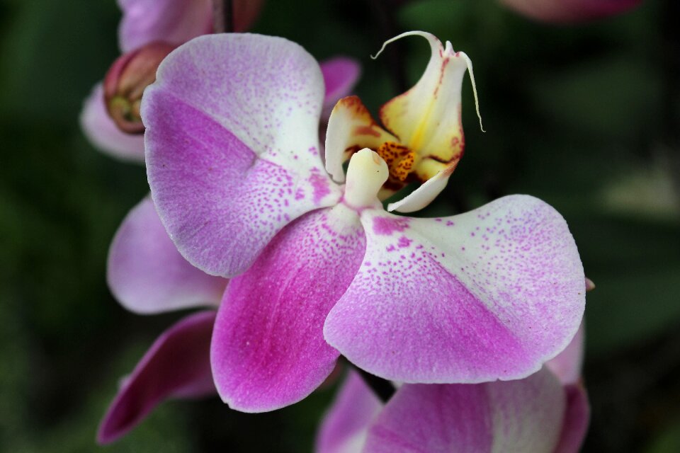 Botany tropical
