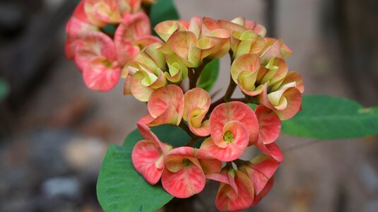 Tropical exotic pink