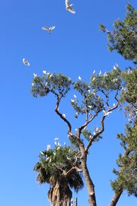 Sky flying animals photo