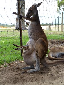 Outback pouch