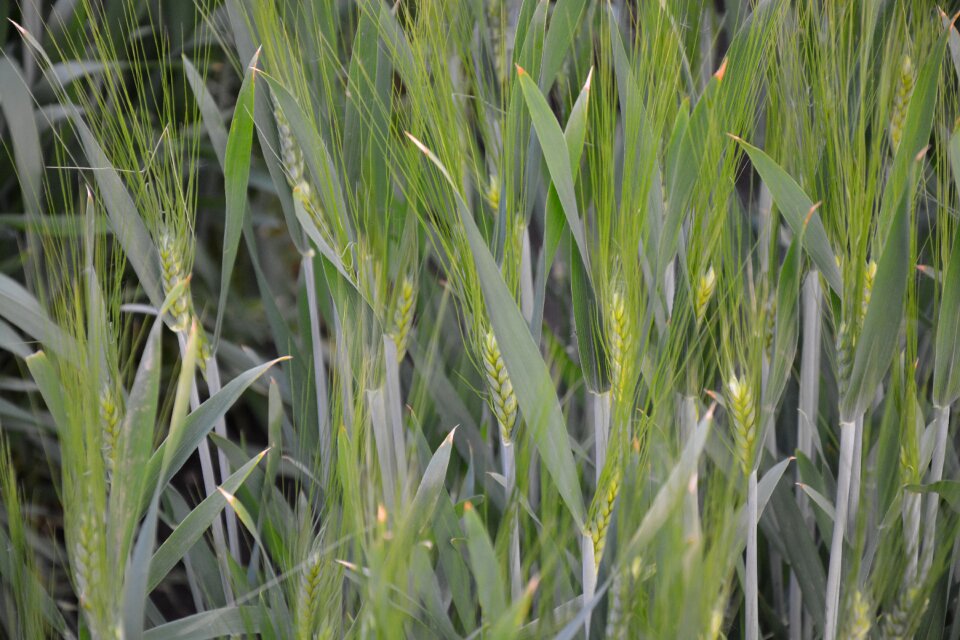 Fields cereals cornfield