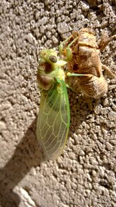 Cicada chrysalis provence