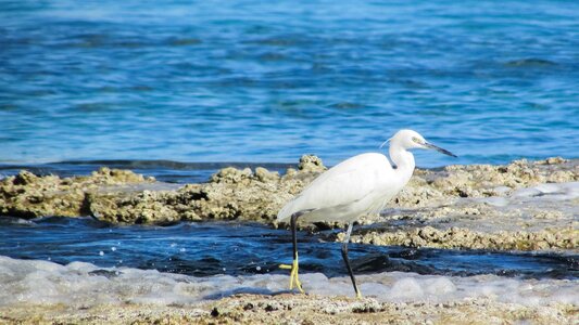 Wildlife nature shorebird